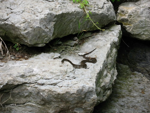 water snake on a rock
