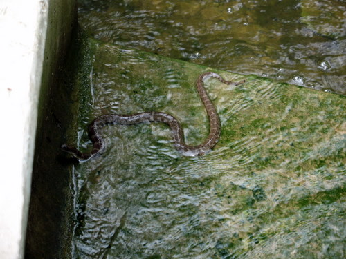 water snake