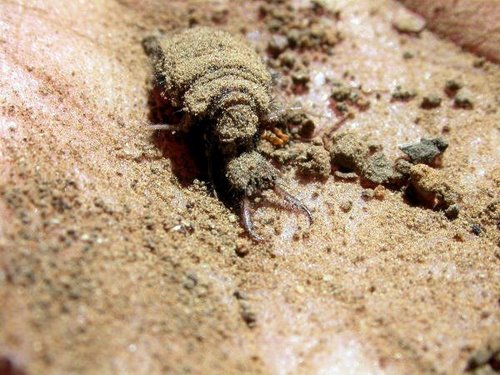 Antlion