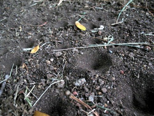 Antlion pits