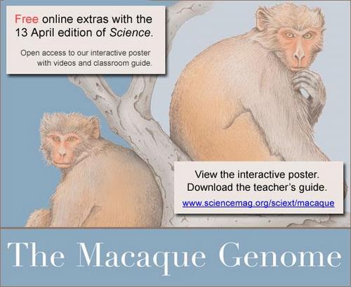 More on the Macaque Genome papers