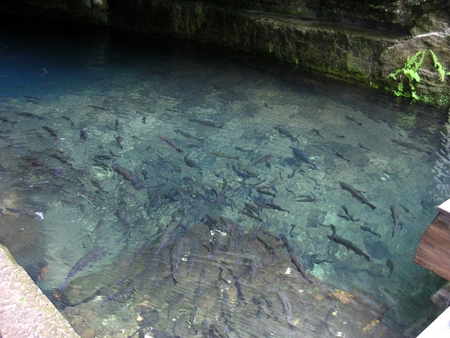 cave-spring-fish.JPG