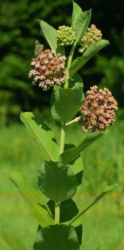Milkweed Phenology