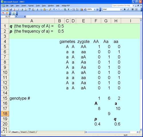 Hardy-Weinberg Spreadsheet Model