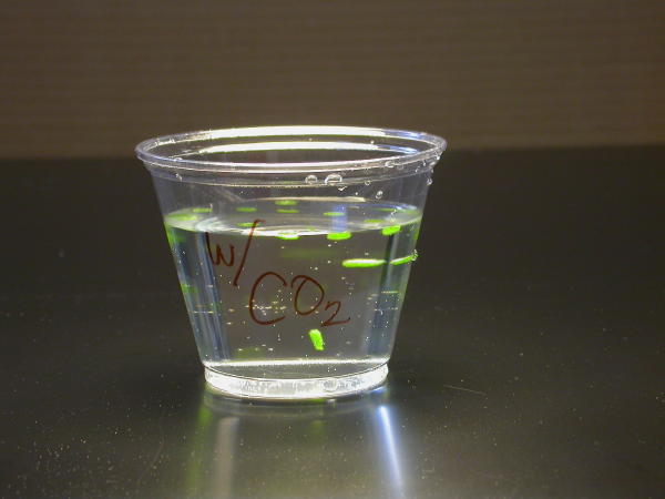 “You can see photosynthesis happening.”