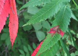 Leaf Color Inquiry Reminder