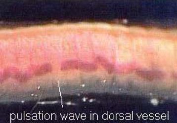 Dorsal Blood Vessel