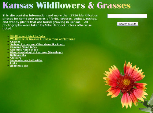 Kansas Wildflowers and Grasses
