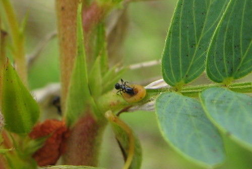 Extra Floral Nectaries