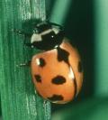 Lost Ladybugs Project – Cornell Entomology