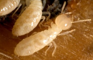 Inquiry with Termites