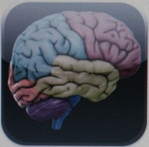 3dbrain