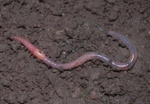 Earthworms Across Kansas