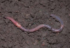 Earthworms Across Kansas