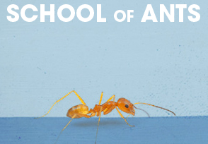 School of Ants: Another Citizens Science Project