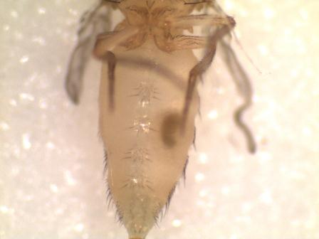 Drosophila Rambling
