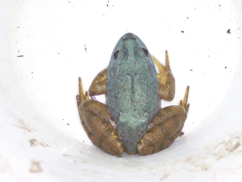 Blue Morph