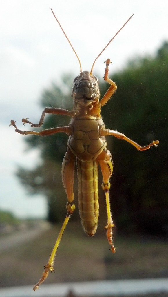 Cool Grasshopper Picture