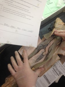 Question Based Dissections