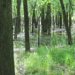 Bottomland Hardwood