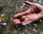 Mussel survey