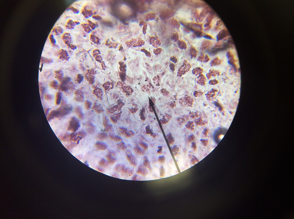 Spinach Cells - Aceto-orcein stain