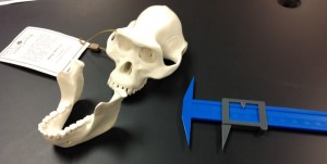 Hominid Skull Analysis