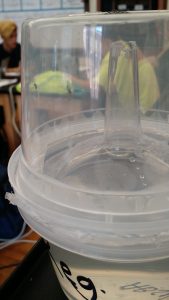 Successful emergence of adults! 